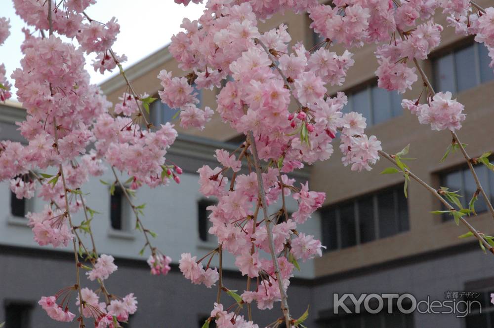 裁判所と桜の花