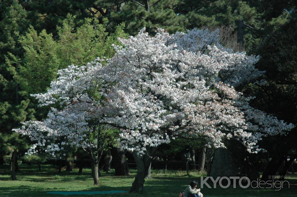 京都御苑の中　桜