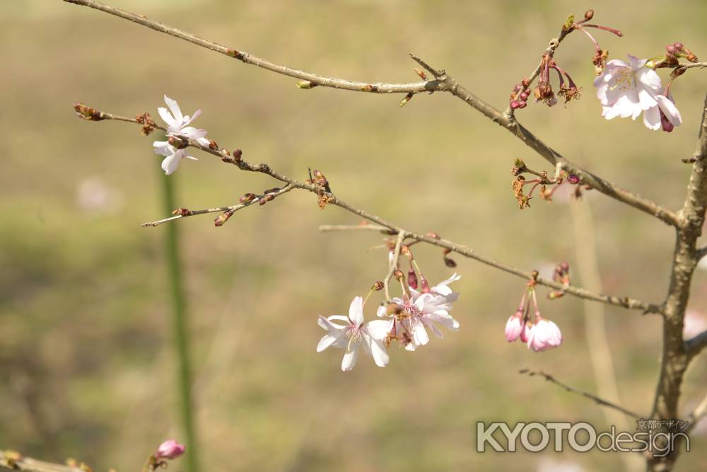 京都府立植物園 十月桜