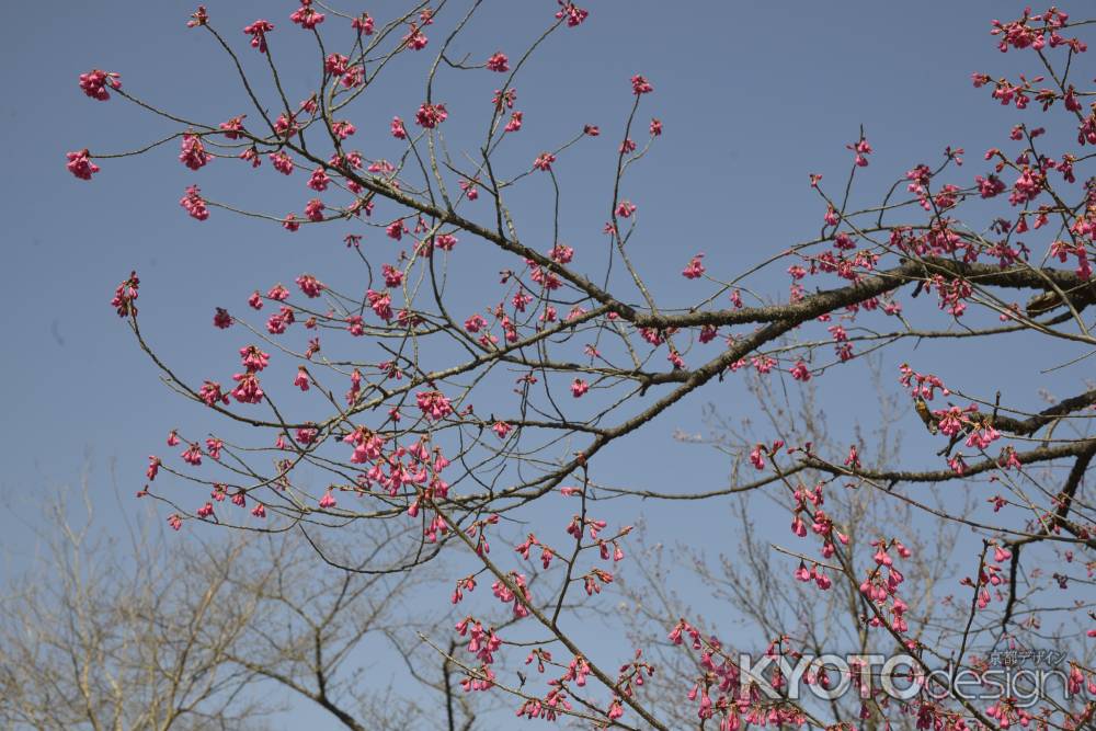 京都府立植物園 2018桜13