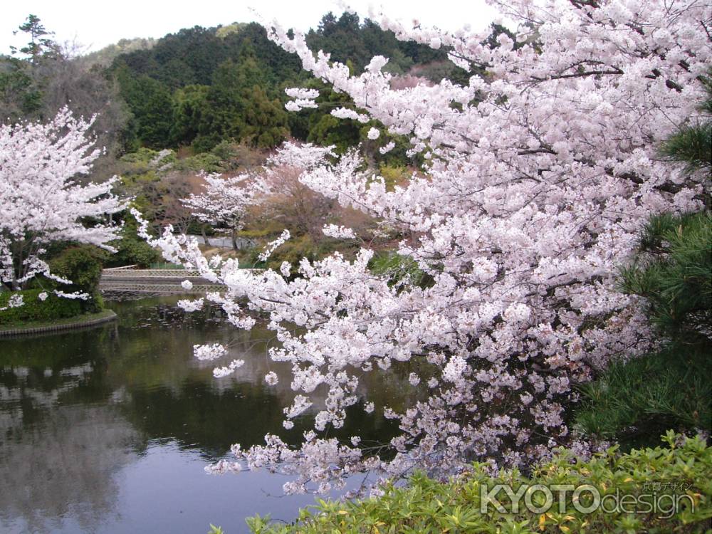 龍安寺鏡容池と桜