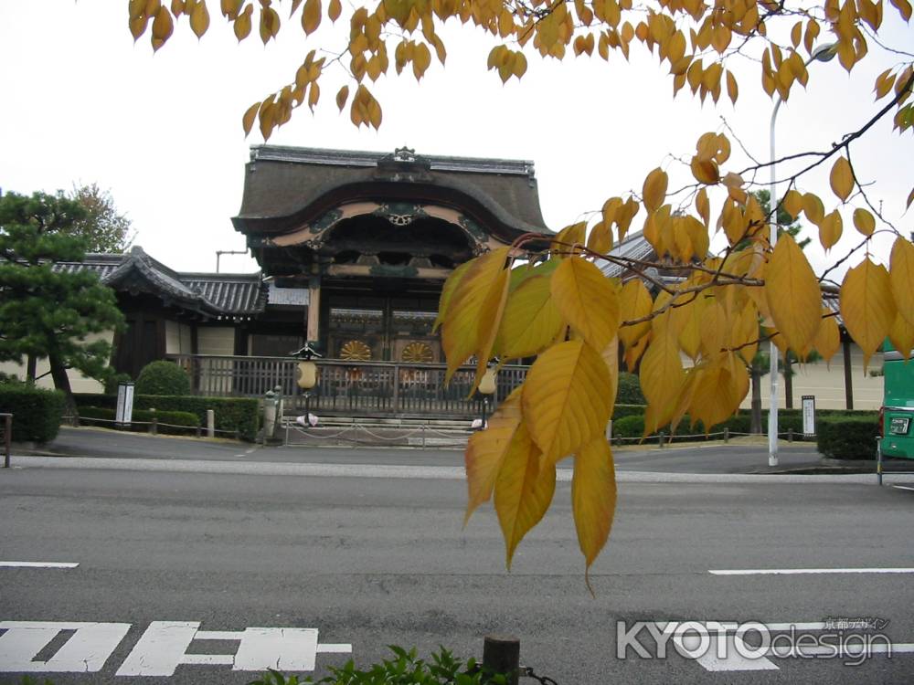 東本願寺菊の門と紅葉