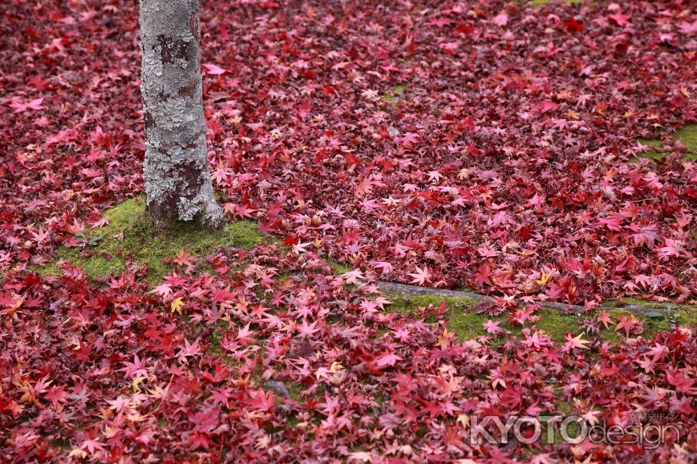 紅葉したモミジの落ち葉の絨毯