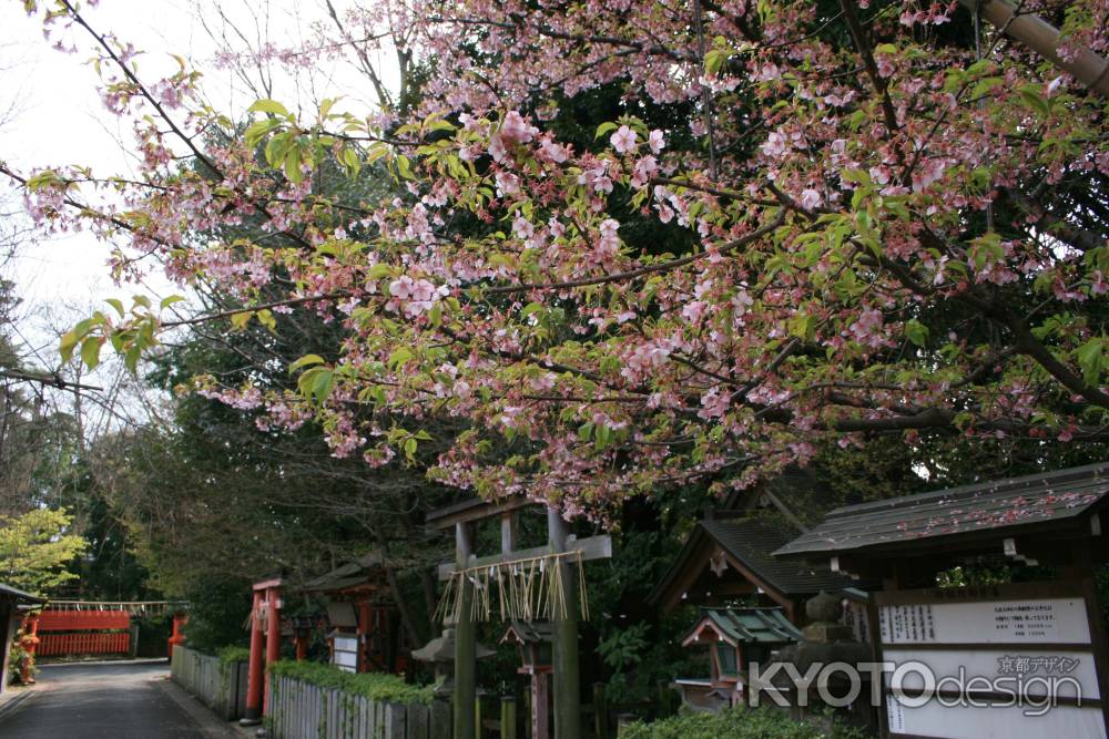 車折神社の葉桜
