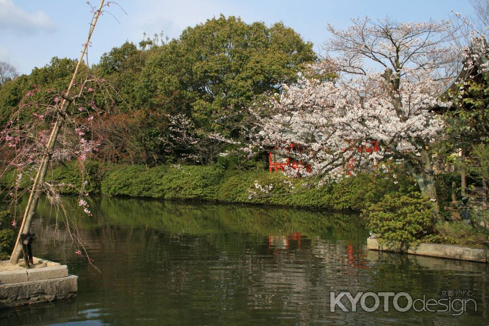 神泉苑　池と桜