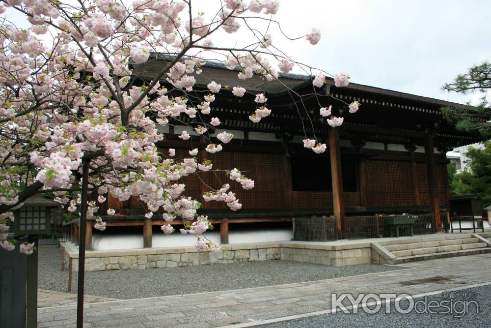千本釈迦堂と桜