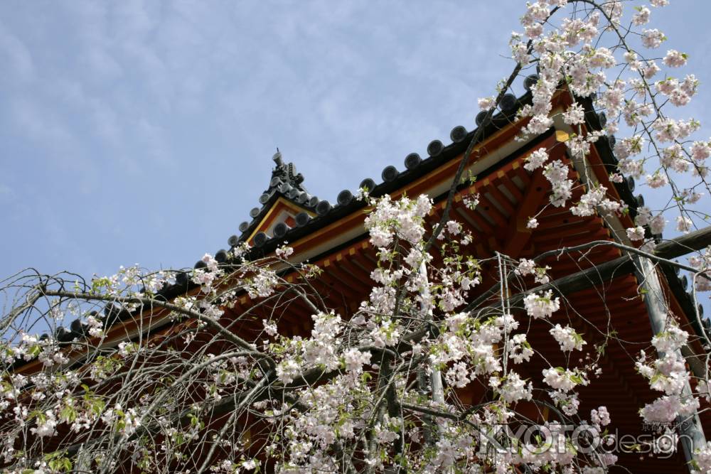 仁和寺の桜