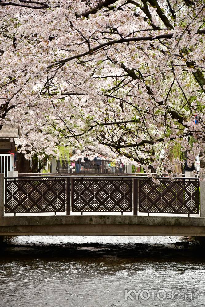 桜満開の高瀬川の魅力4