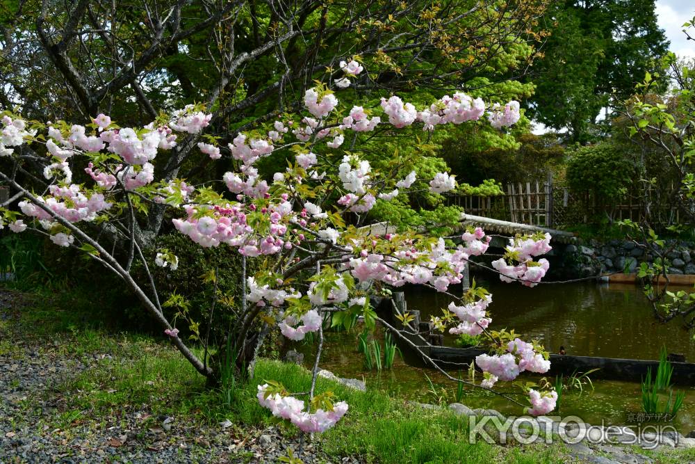 低木の八重桜