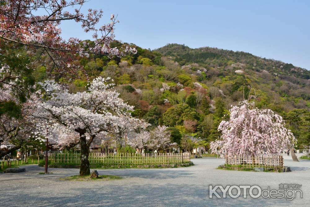 嵐山公園中ノ島地区の桜