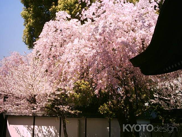 仏光寺の桜