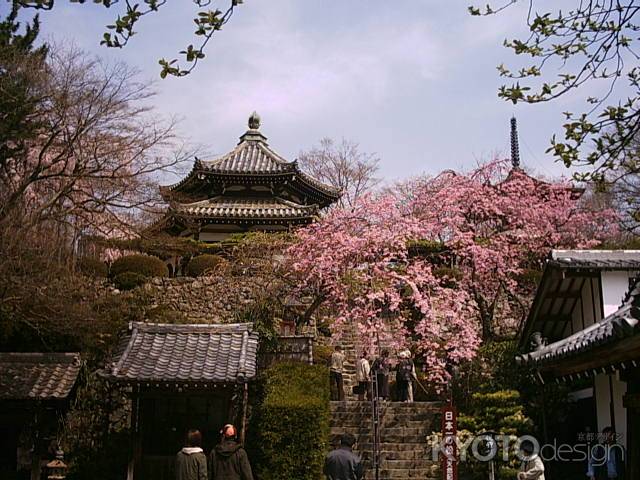 春の善峯寺