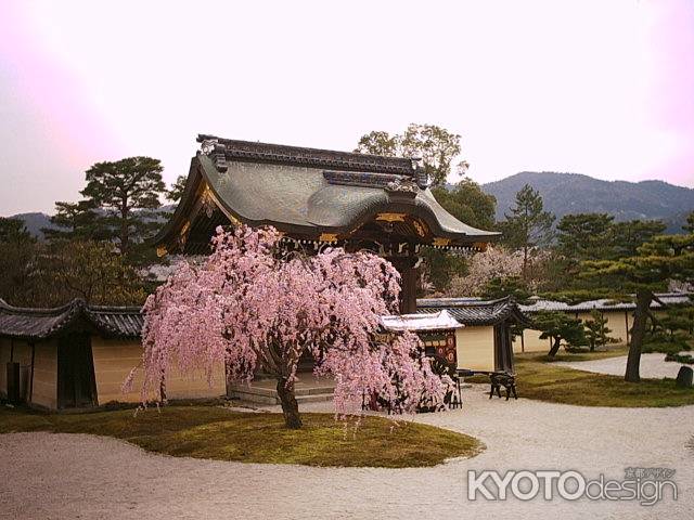 大覚寺の枝垂桜