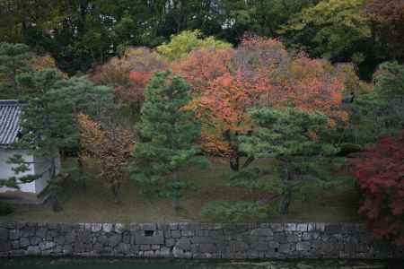 二条城　秋の内堀沿いの木々