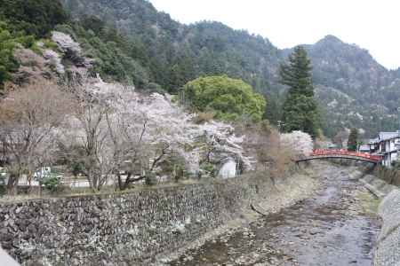 桜の見える風景