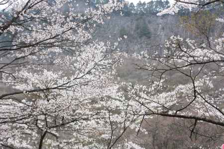 真っ白な山桜