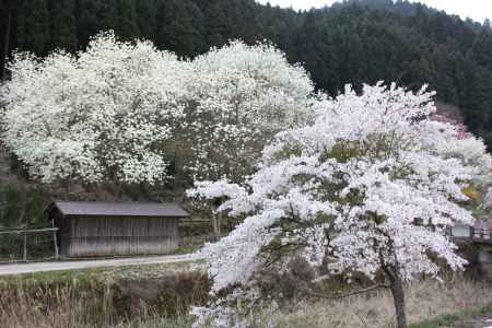 桜と古屋
