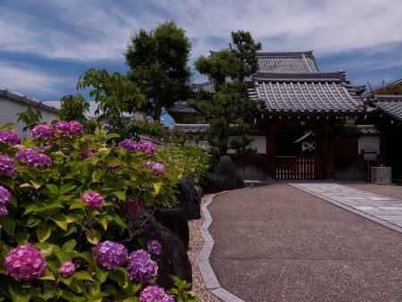 久御山町の大松寺と紫陽花