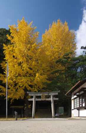 高良神社と銀杏