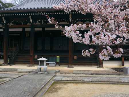 宝塔寺本堂前の桜