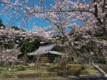 大御堂観音寺の本堂と桜