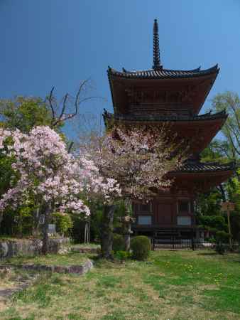 宝積寺三重塔と枝垂れ桜