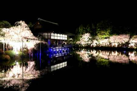 平安神宮の桜ライトアップ