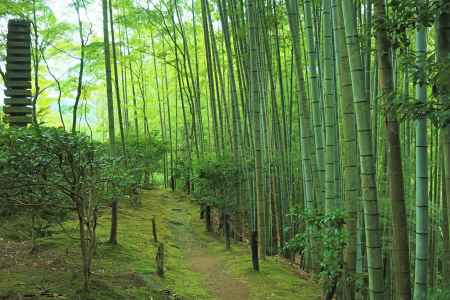 滝口寺の竹林