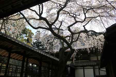 京都一本桜２１十輪寺