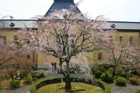 京都一本桜２３京都府庁旧本館