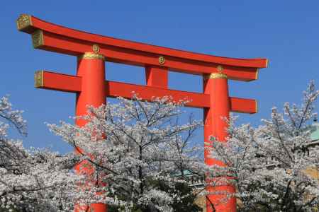 平安神宮大鳥居と桜