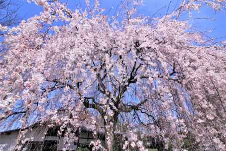 本満寺の桜2021