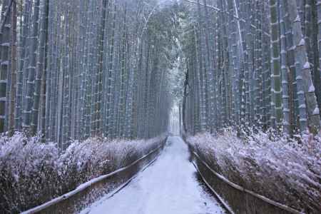 嵯峨野竹林の雪2022