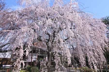 本満寺の桜2022