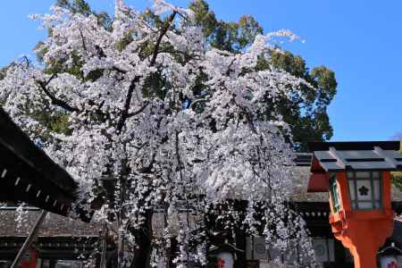 平野神社の桜2023