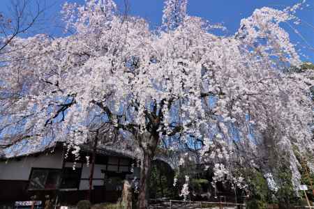 本満寺の桜2023