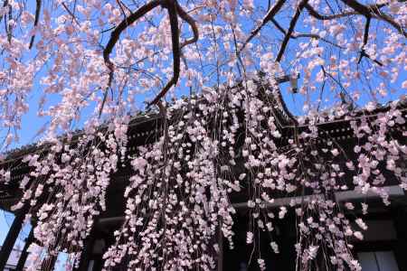 立本寺の桜2023