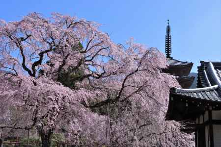 醍醐寺の桜2023