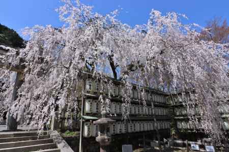 大石神社の桜2023