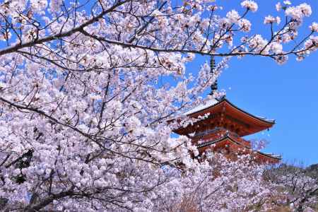 清水寺の桜2023