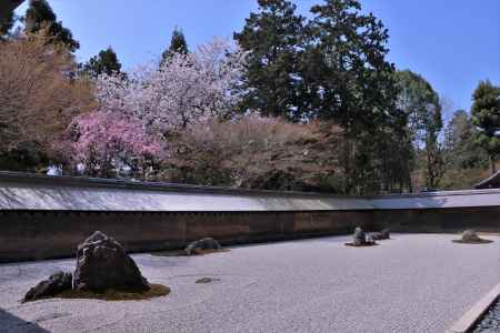 龍安寺の桜2023