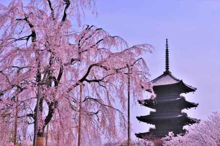 東寺の桜2023