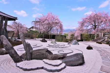 圓光寺の桜2023