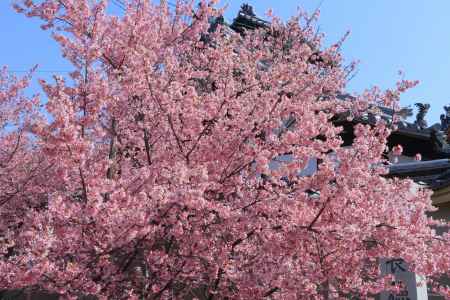 長徳寺のオカメ桜2024