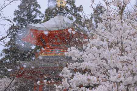正法寺の桜2024