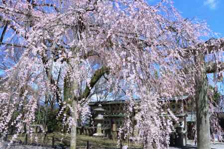 大石神社の桜2024