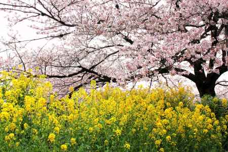 山科疏水の桜と菜の花