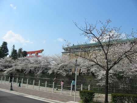 桜と京都市美術館と大鳥居