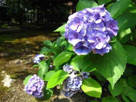 法金剛院の紫色の紫陽花