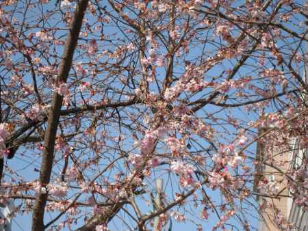 不断桜の花びら